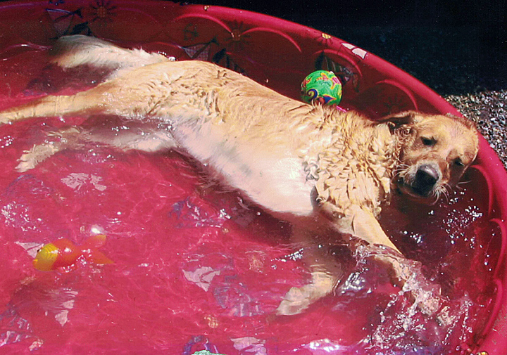 pool-red-dog